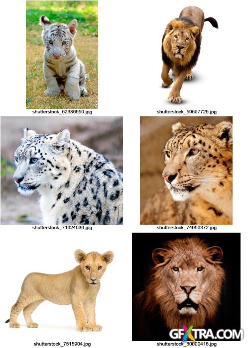 Amazing SS - Wild Cats, 25xJPGs