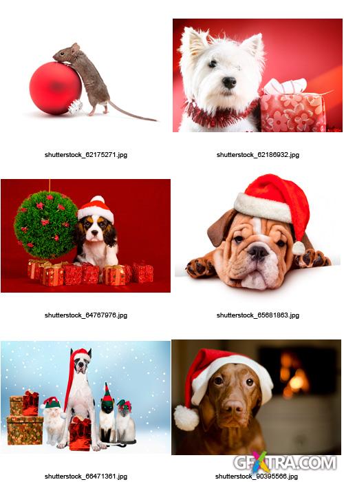 Amazing SS - Christmas Pets, 25xJPGs