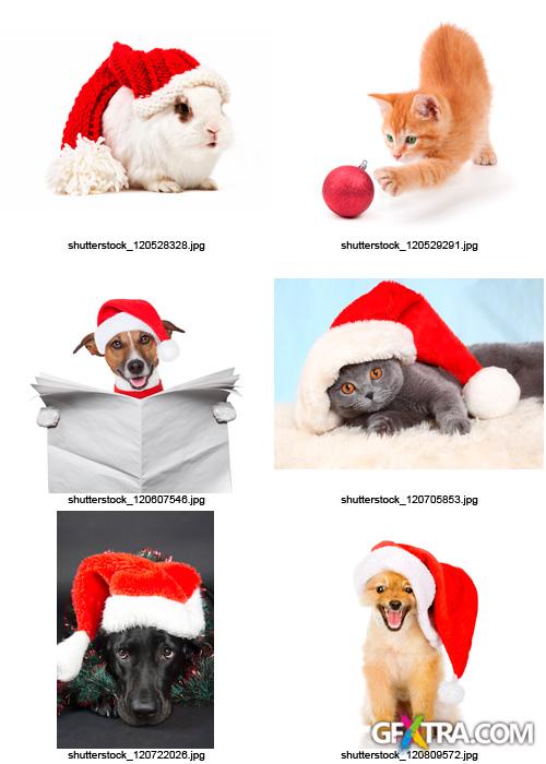 Amazing SS - Christmas Pets, 25xJPGs