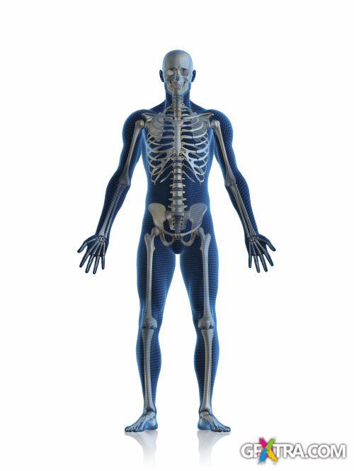 iStockPhoto: Amazing Human Body - 50xJPG