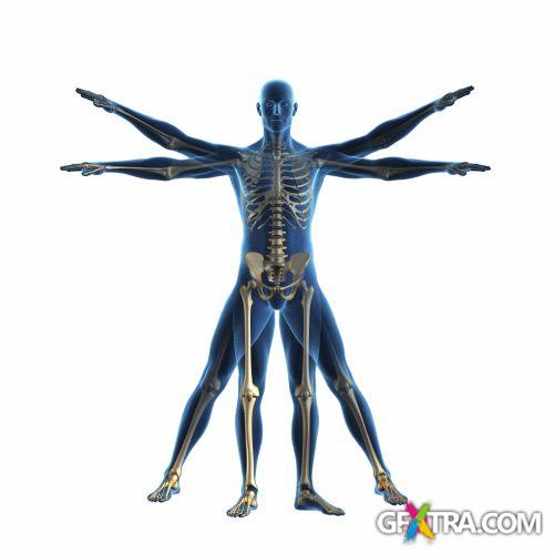 iStockPhoto: Amazing Human Body - 50xJPG