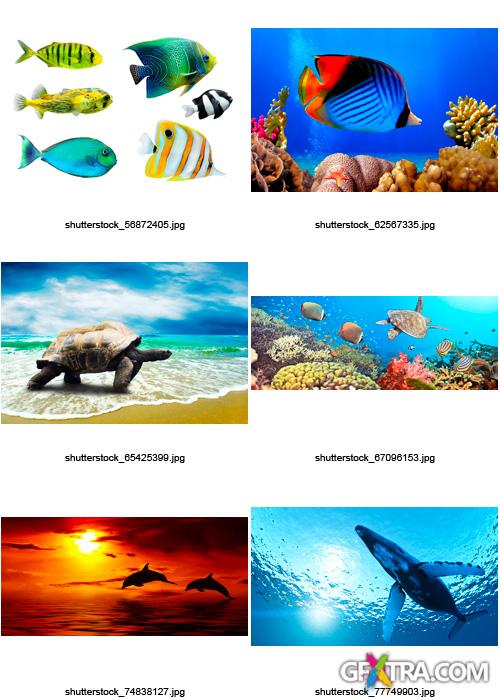 Amazing SS - Ocean & Underwater World, 25xJPGs