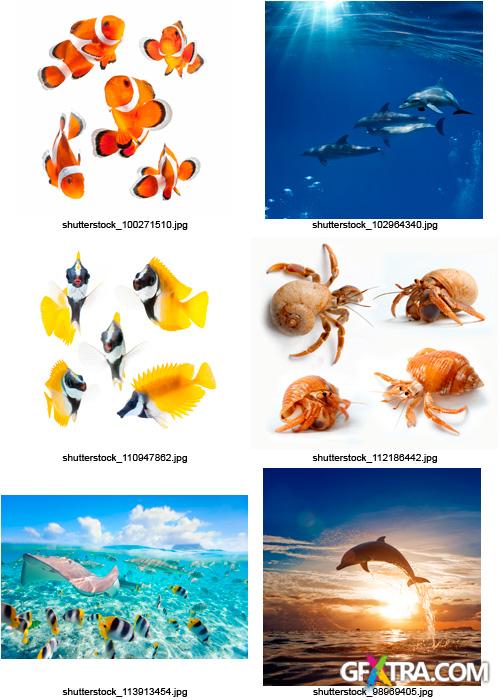 Amazing SS - Ocean & Underwater World, 25xJPGs