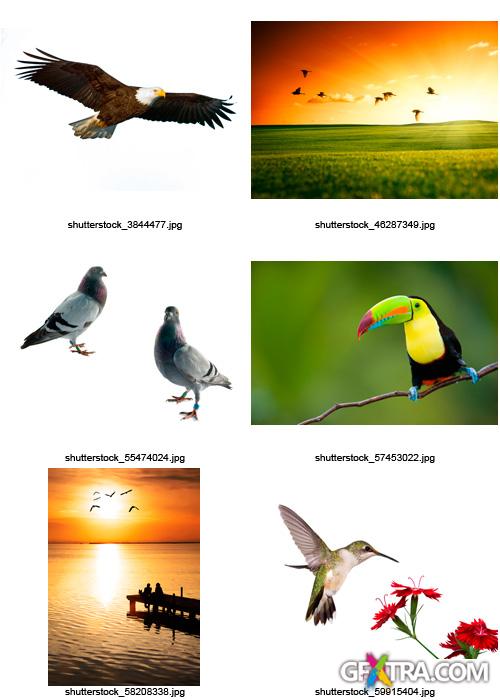 Amazing SS - Birds, 25xJPGs