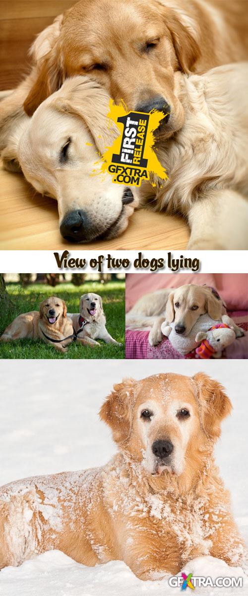 Stock Photo: View of two dogs lying