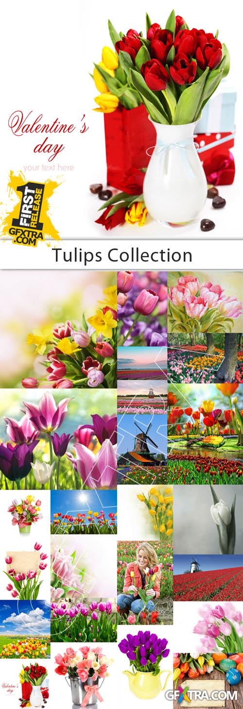 Tulips Collection - 25 HQ Stock Images