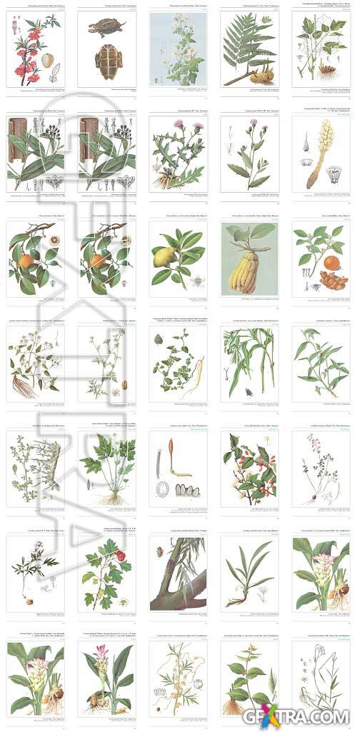 An Illustrated Chinese Materia Medica by Jing-Nuan Wu