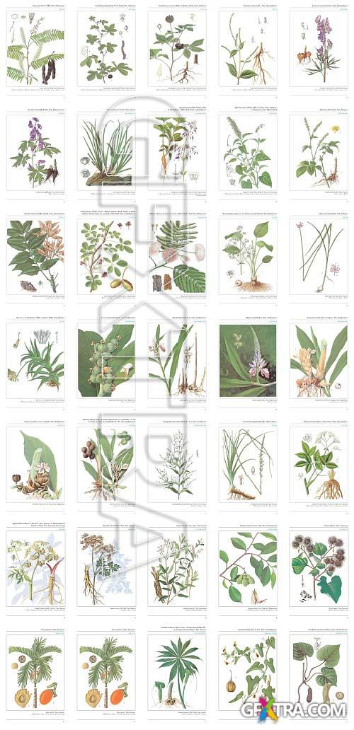 An Illustrated Chinese Materia Medica by Jing-Nuan Wu