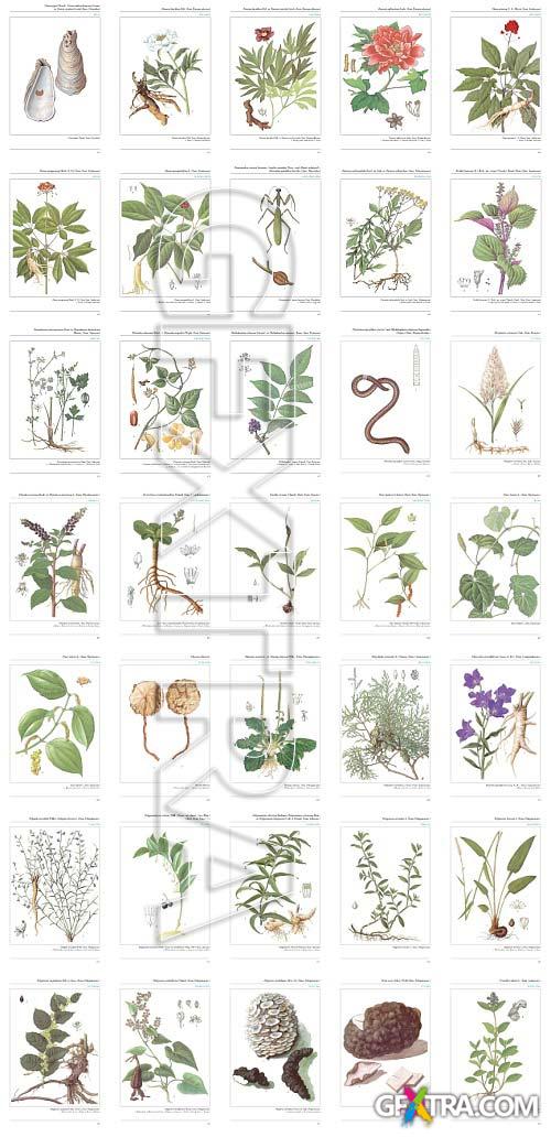 An Illustrated Chinese Materia Medica by Jing-Nuan Wu