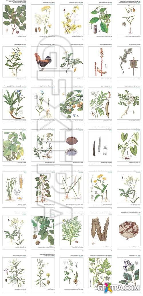 An Illustrated Chinese Materia Medica by Jing-Nuan Wu