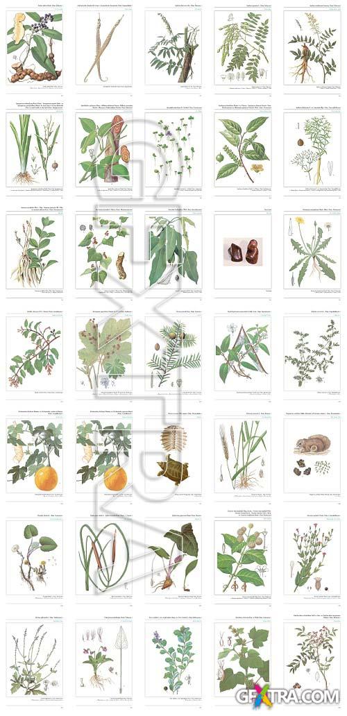 An Illustrated Chinese Materia Medica by Jing-Nuan Wu