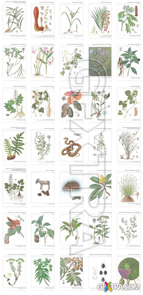 An Illustrated Chinese Materia Medica by Jing-Nuan Wu