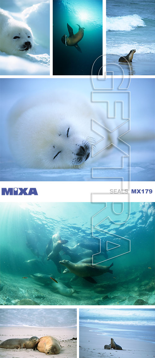 Mixa MX179 Seals