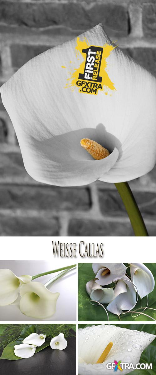 Stock Photo: White Callas