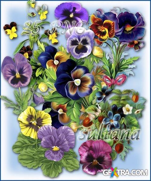 Violets are drawn and bouquets of violets on a transparent background