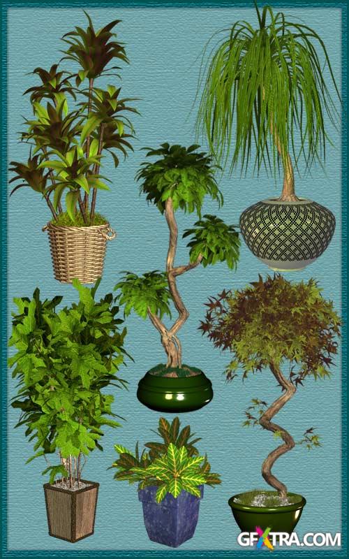 Cliparts - Exotic trees in pots