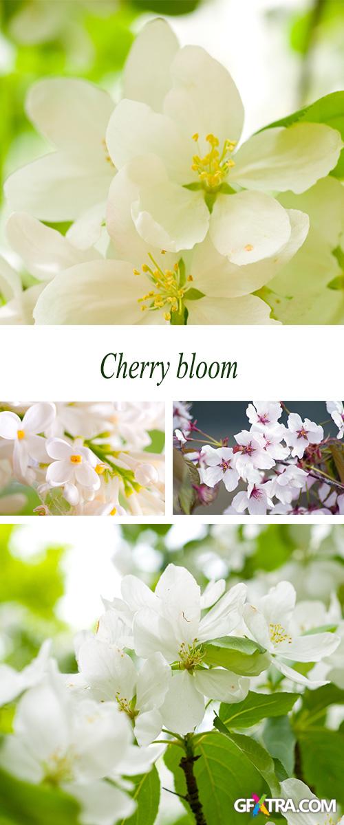 Stock Photo: Cherry bloom. Flowers of fruit trees