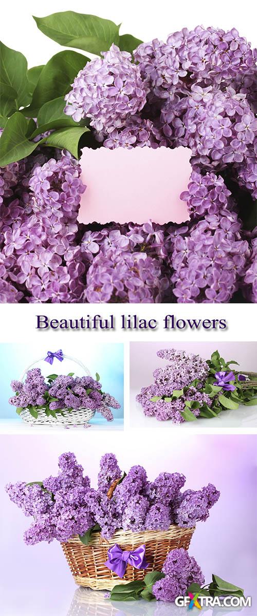 Stock Photo: Beautiful lilac flowers