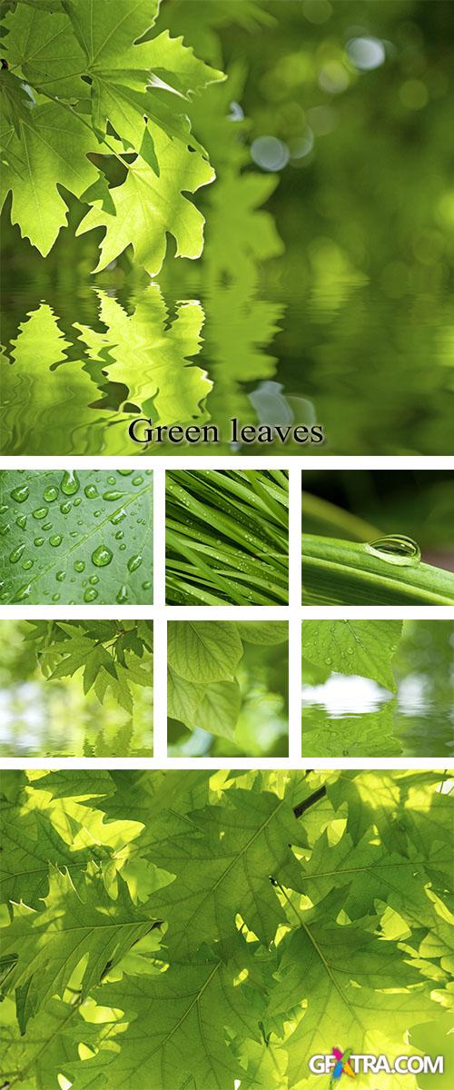 Stock Photo: Green leaves, foliage reflected in water and with dew drops