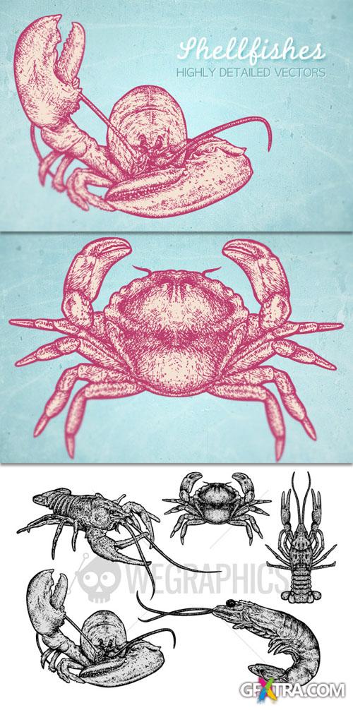 WeGraphics - Shellfishes vector illustrations