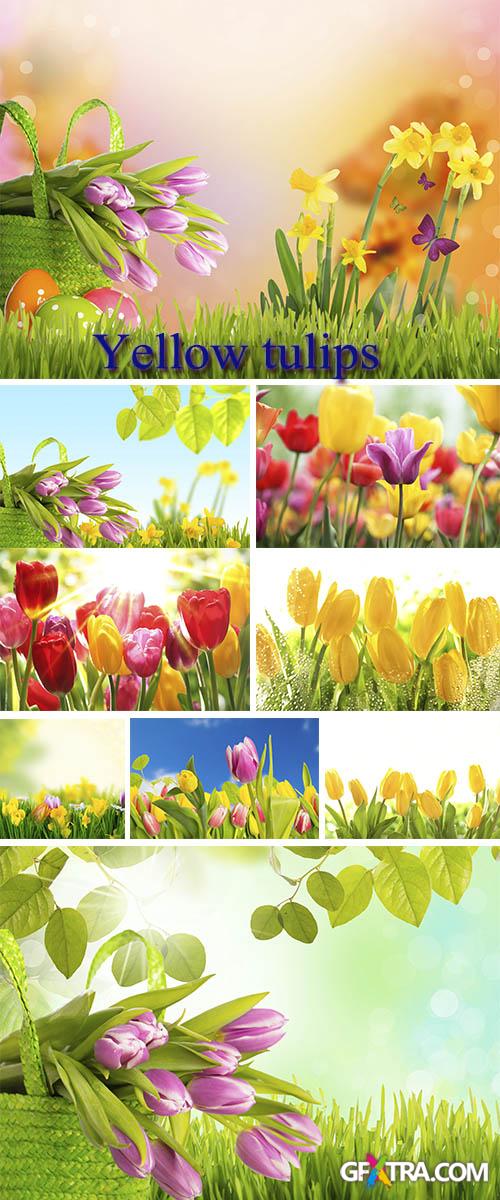 Stock Photo: Yellow tulips 5