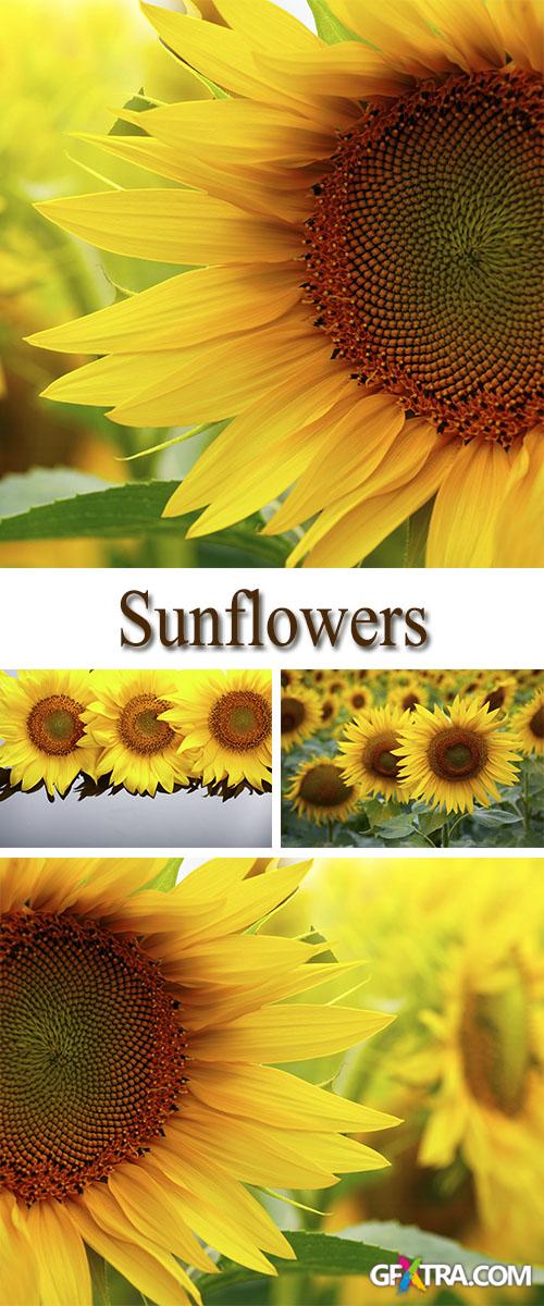 Stock Photo: Sunflowers 3