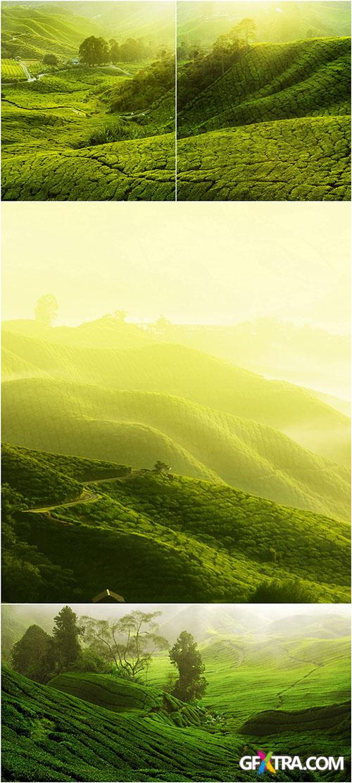 Rastr Cliparts - Tea Plantations Images