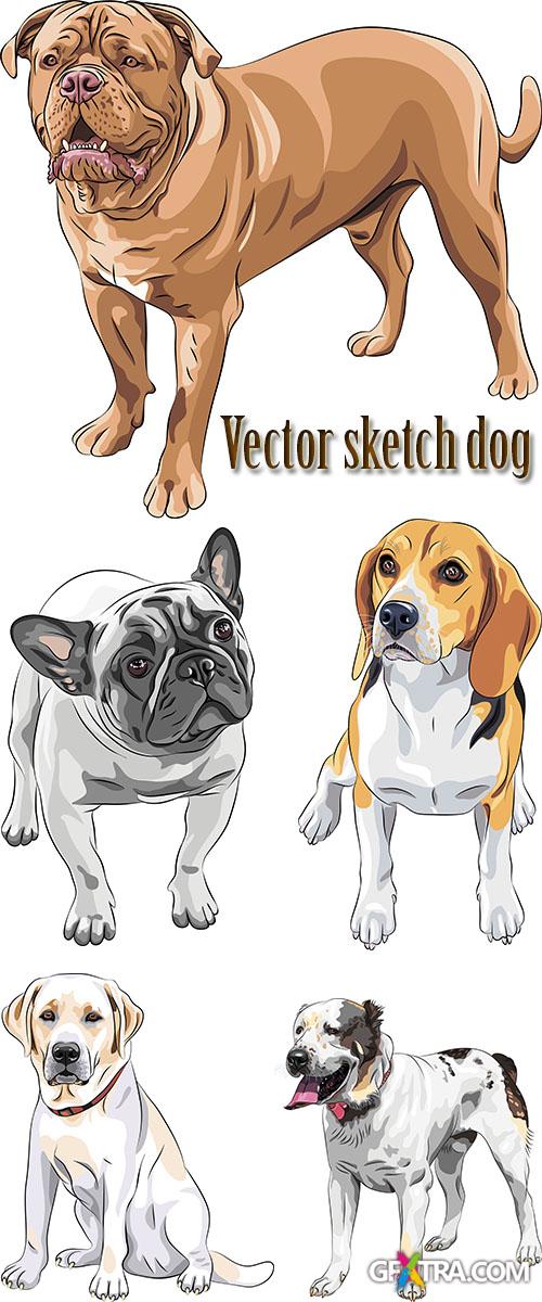 Stock: Vector sketch dog