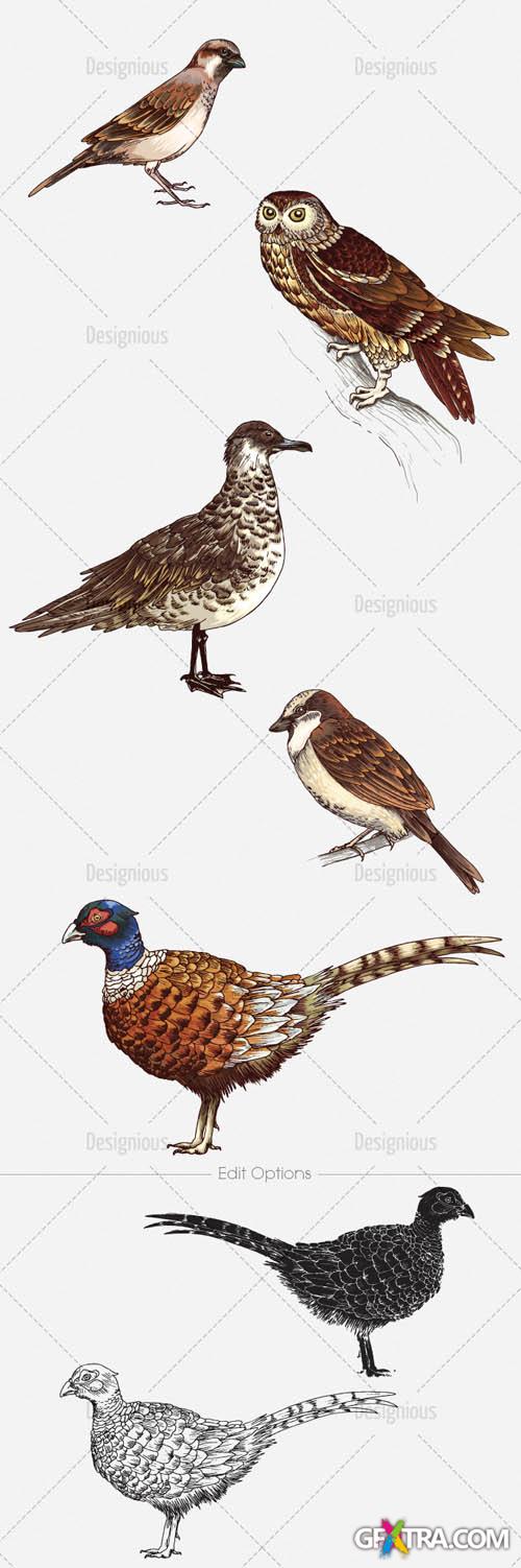 Vector Birds