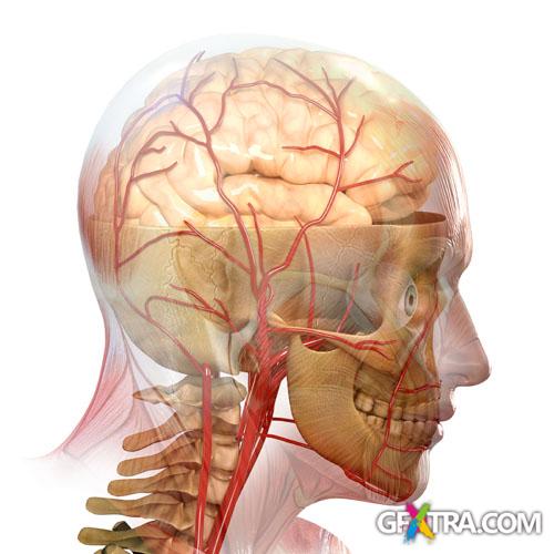 Structure of Human - 25x JPEGs