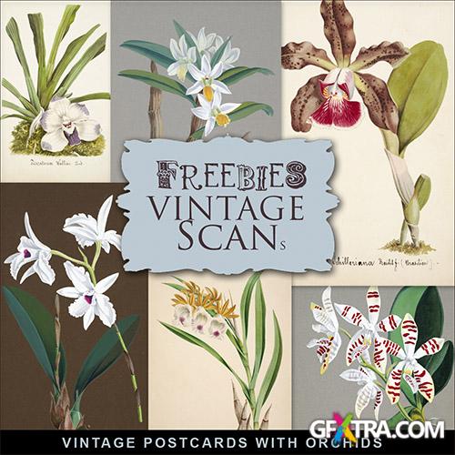 Scrap-kit - Vintage Postcards With Orchids 6