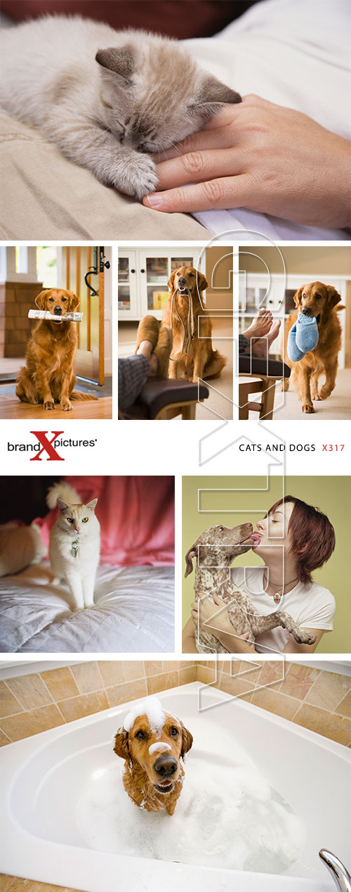 Brand-X X317 Cats and Dogs