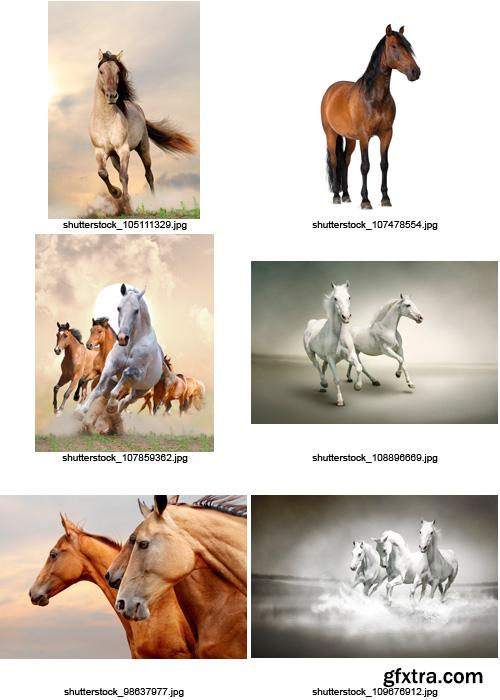 Amazing SS - Beautiful Horses, 25xJPGs