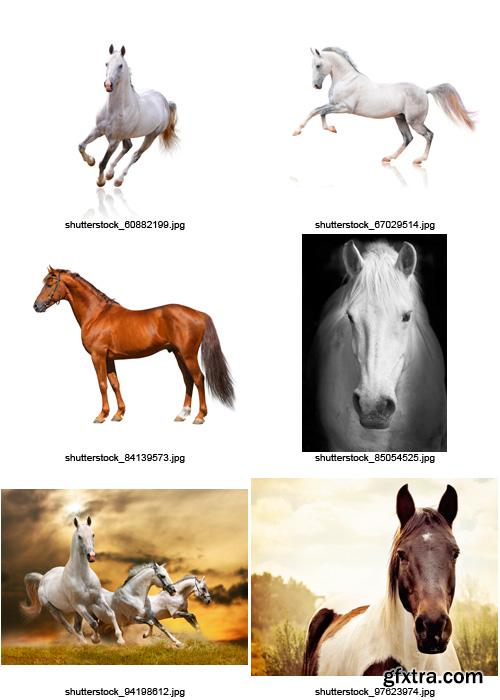 Amazing SS - Beautiful Horses, 25xJPGs