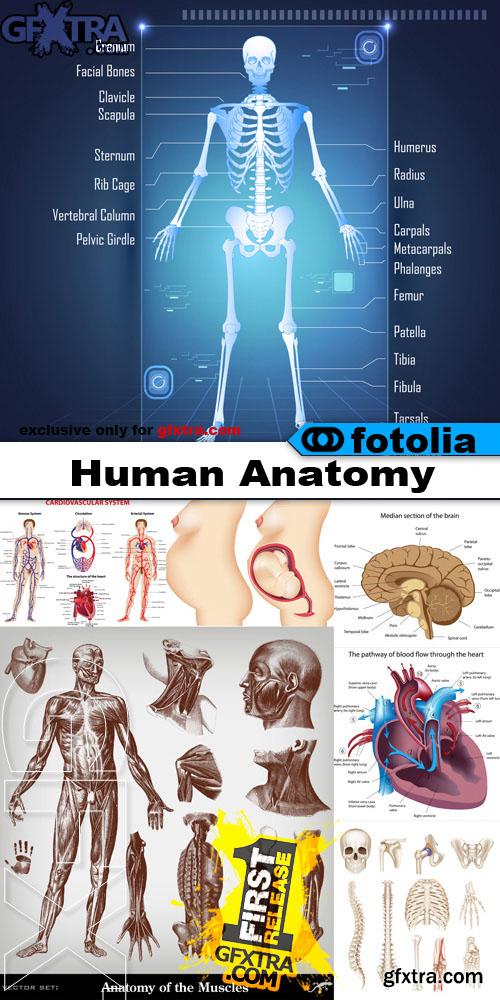 Human Anatomy - Vector Collection