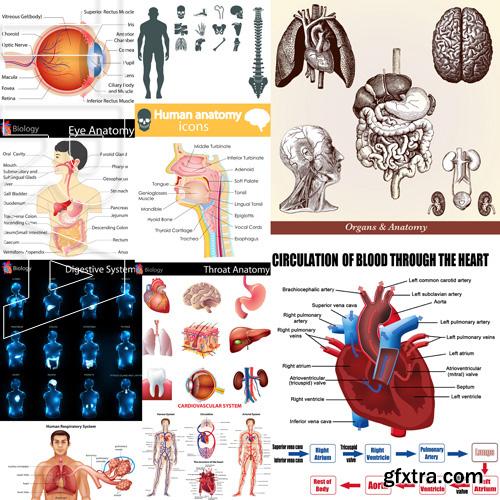 Human Anatomy - Vector Collection