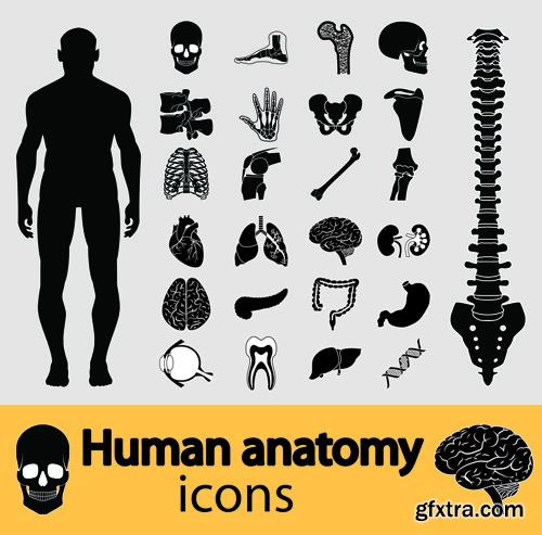 Human Anatomy - Vector Collection