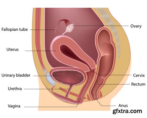 Human Anatomy - Vector Collection