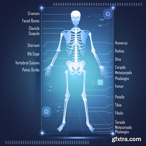 Human Anatomy - Vector Collection