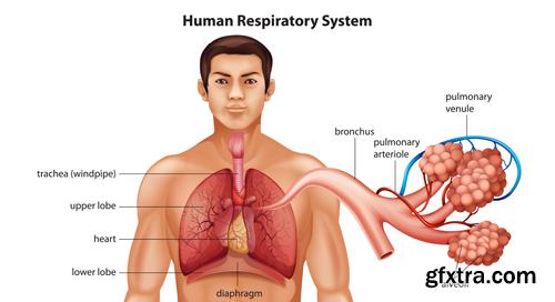 Human Anatomy - Vector Collection