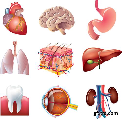 Human Anatomy - Vector Collection