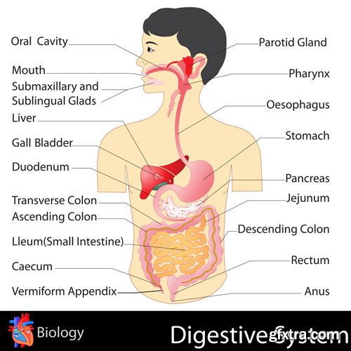 Human Anatomy - Vector Collection