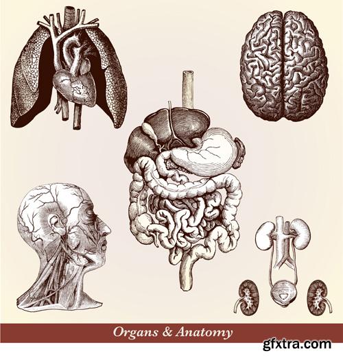 Human Anatomy - Vector Collection