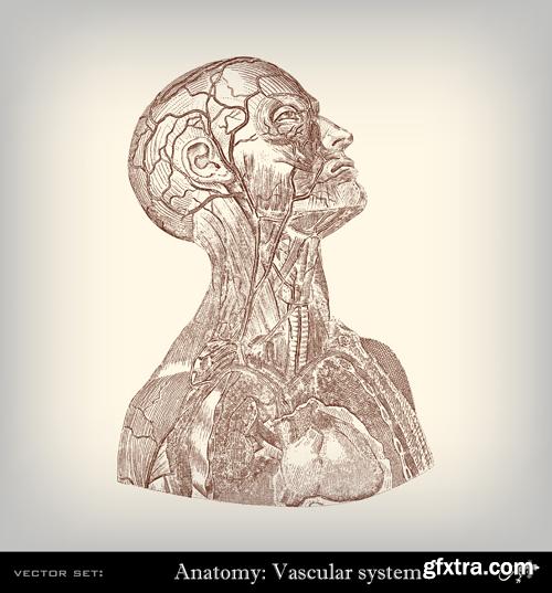 Human Anatomy - Vector Collection