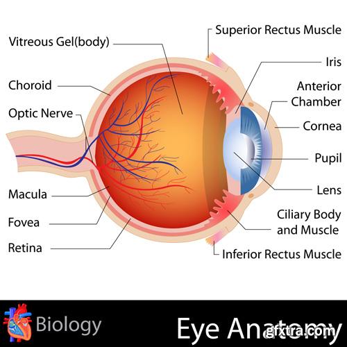 Human Anatomy - Vector Collection