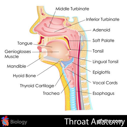 Human Anatomy - Vector Collection