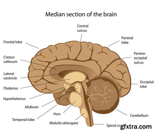 Human Anatomy - Vector Collection