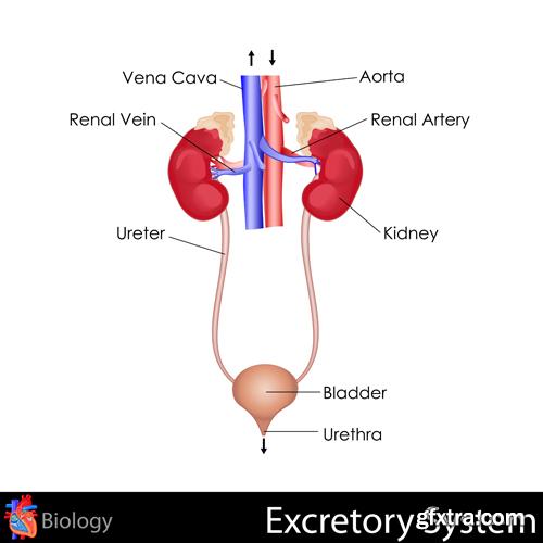 Human Anatomy - Vector Collection