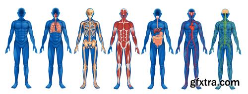 Human Anatomy - Vector Collection