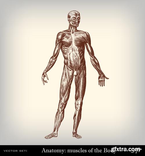 Human Anatomy - Vector Collection